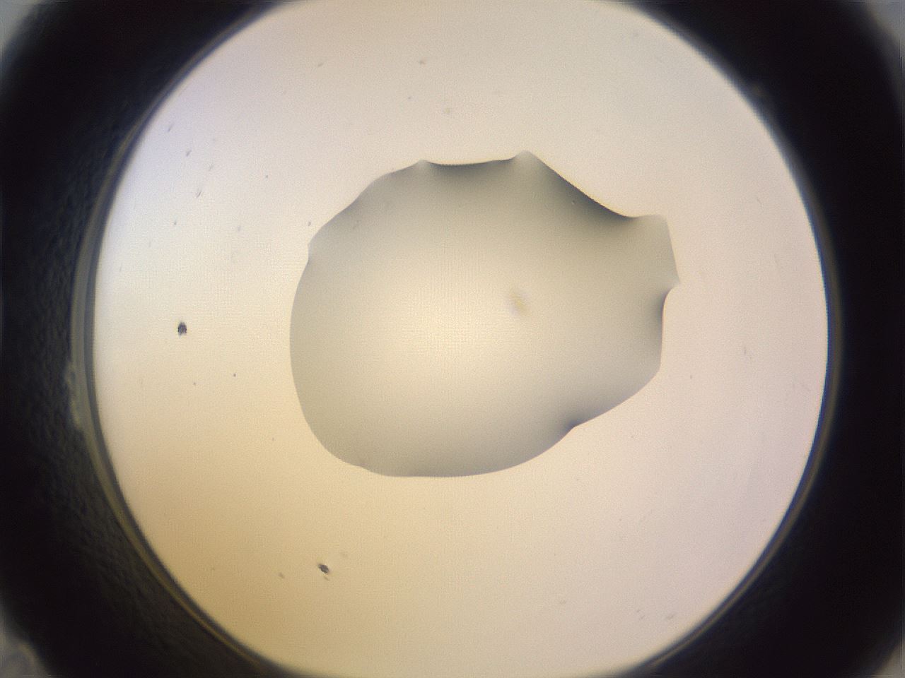 folderID279_plateID1279_batchID4171_wellNum23_profileID1_d1_r74916_ef.jpg
