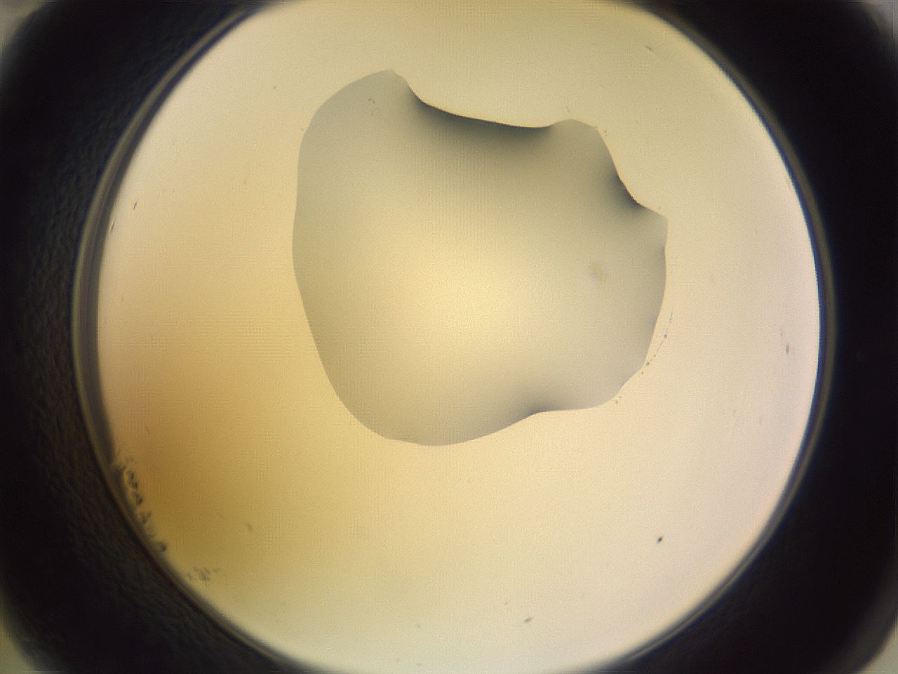 folderID279_plateID1279_batchID4171_wellNum23_profileID1_d2_r74917_ef.jpg