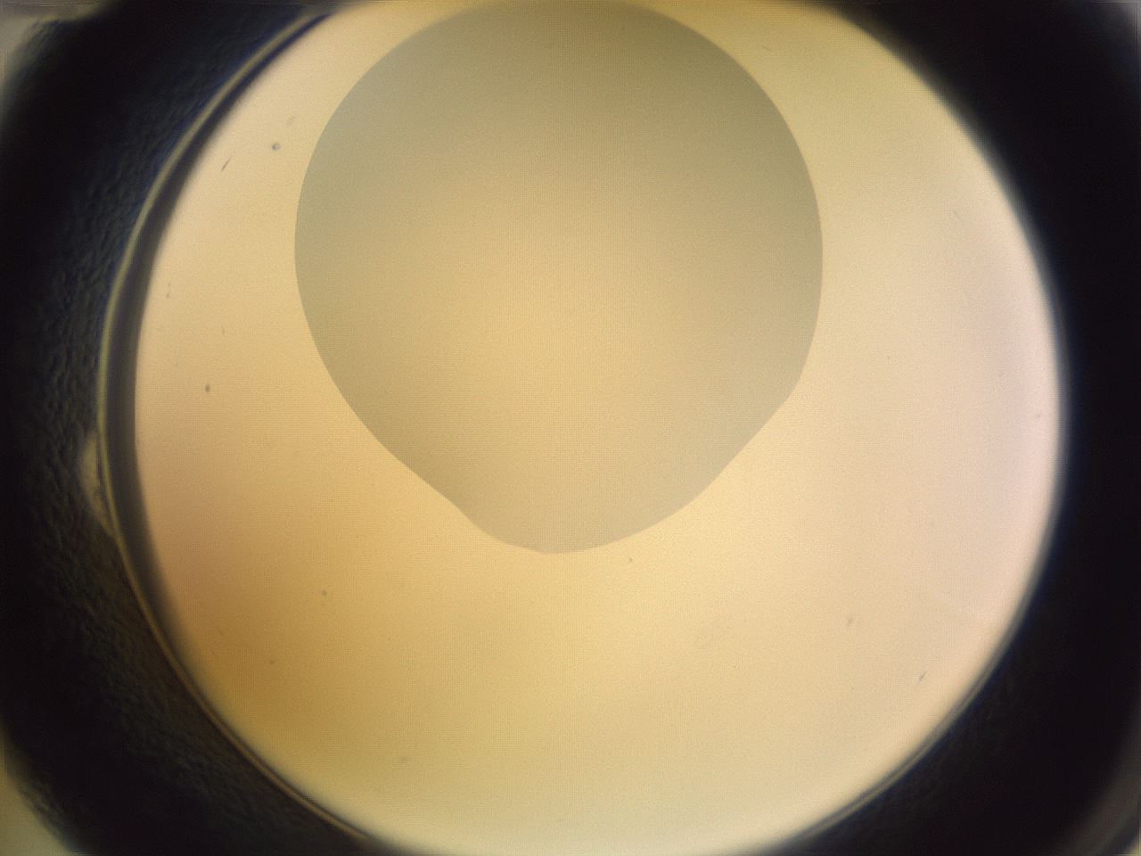 folderID279_plateID1279_batchID4171_wellNum24_profileID1_d2_r74919_ef.jpg