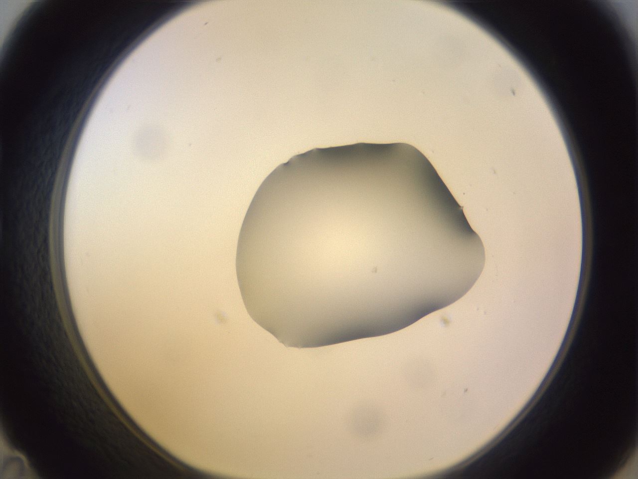 folderID279_plateID1279_batchID4171_wellNum35_profileID1_d1_r74940_ef.jpg