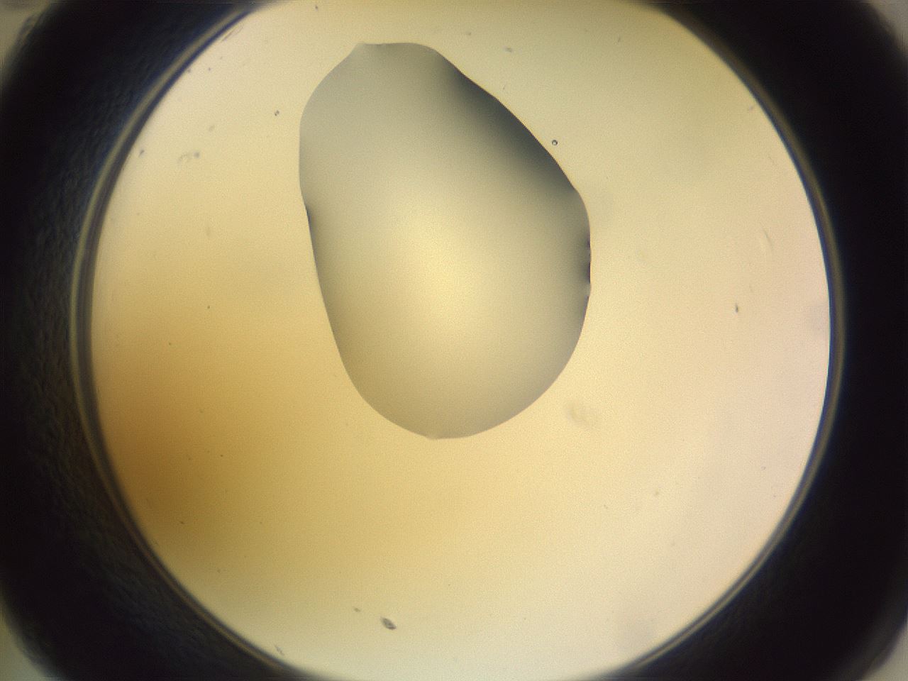 folderID279_plateID1279_batchID4171_wellNum35_profileID1_d2_r74941_ef.jpg