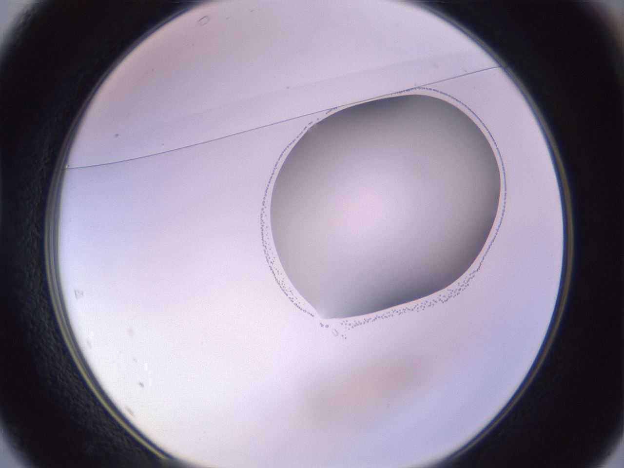 folderID279_plateID1279_batchID4171_wellNum37_profileID1_d1_r74944_ef.jpg