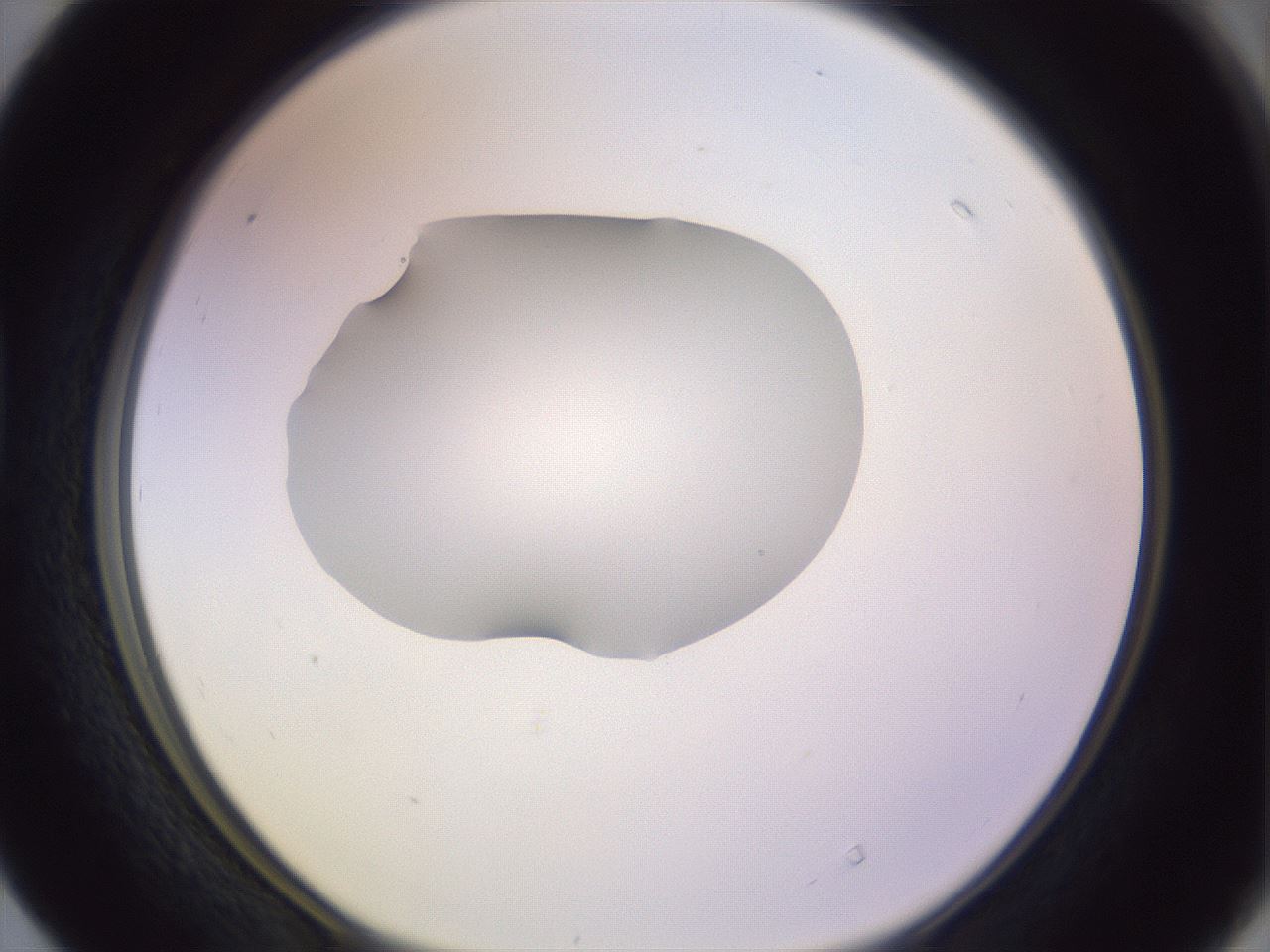 folderID279_plateID1279_batchID4171_wellNum40_profileID1_d1_r74950_ef.jpg