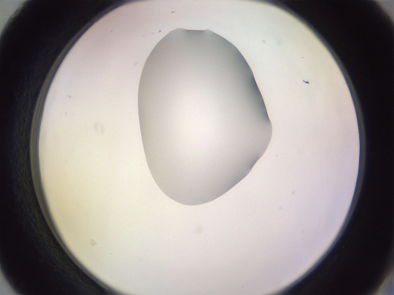 folderID279_plateID1279_batchID4171_wellNum40_profileID1_d2_r74951_ef.jpg