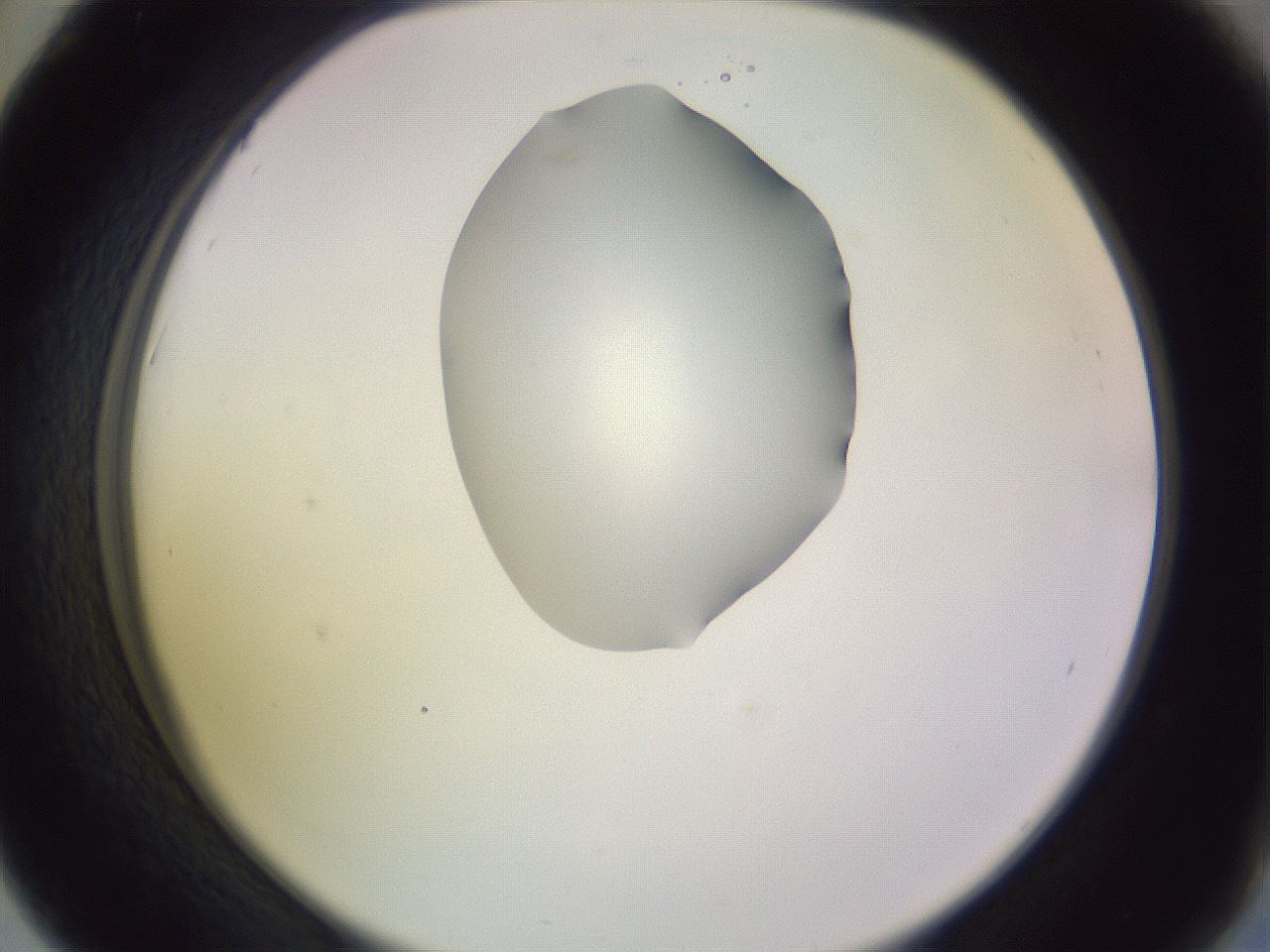 folderID279_plateID1279_batchID4171_wellNum42_profileID1_d2_r74955_ef.jpg
