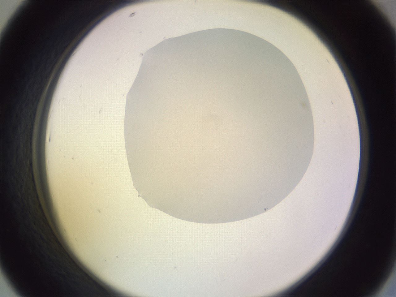 folderID279_plateID1279_batchID4171_wellNum43_profileID1_d2_r74957_ef.jpg