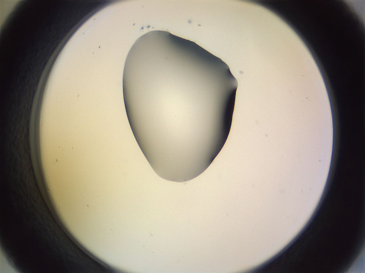folderID279_plateID1279_batchID4171_wellNum45_profileID1_d2_r74961_ef.jpg