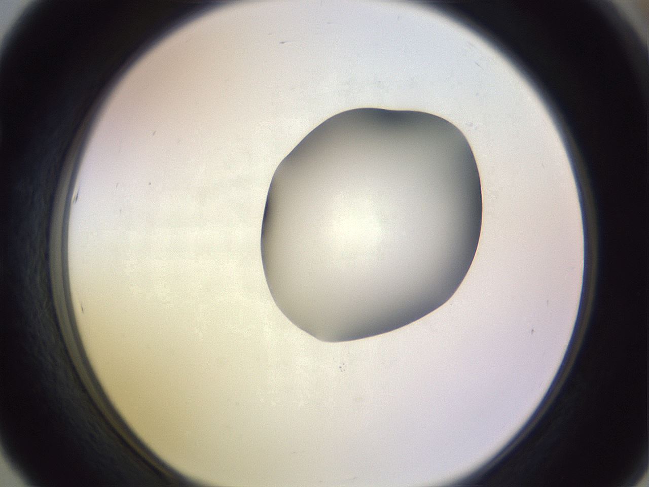 folderID279_plateID1279_batchID4171_wellNum53_profileID1_d1_r74976_ef.jpg