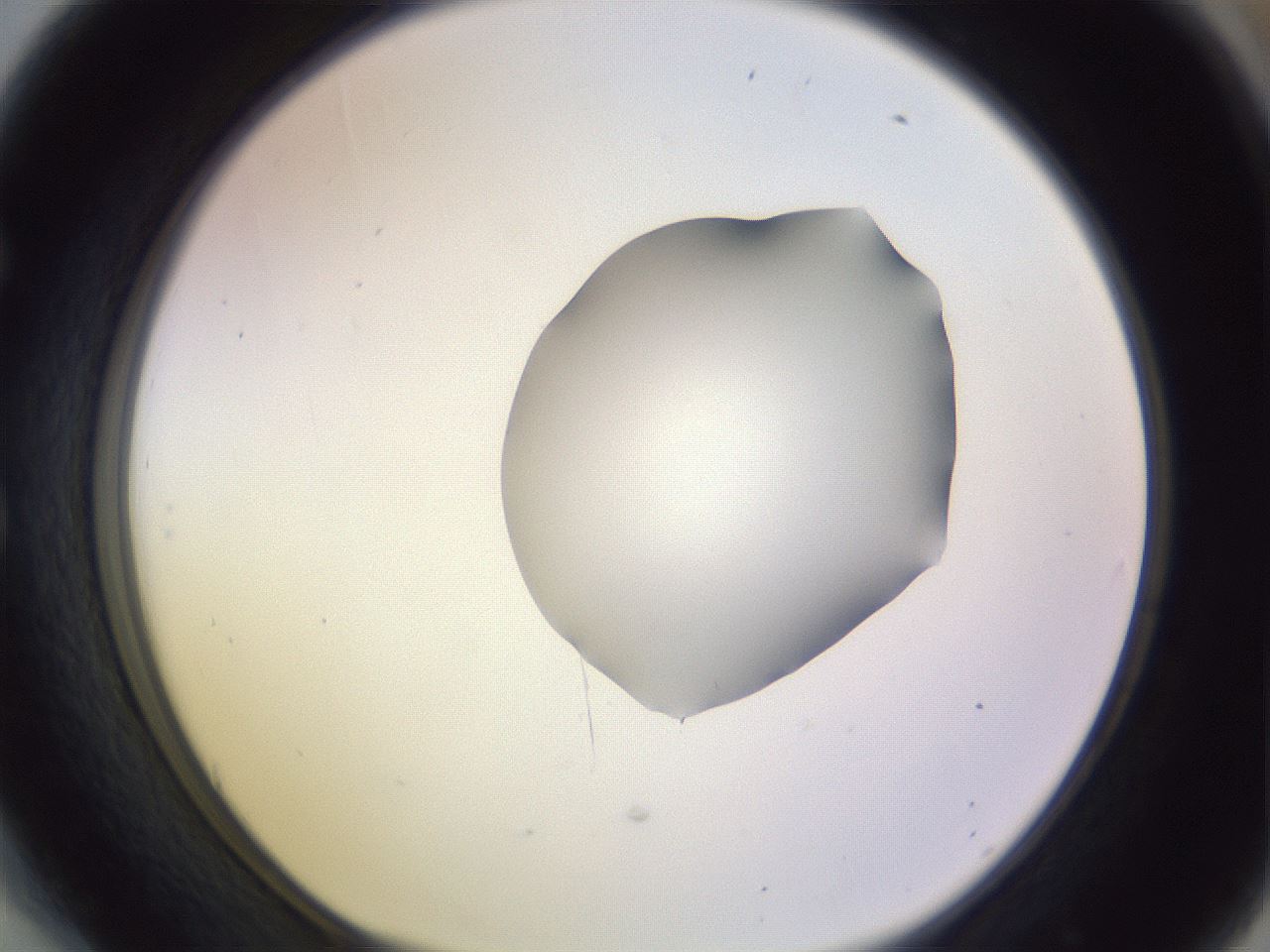 folderID279_plateID1279_batchID4171_wellNum54_profileID1_d1_r74978_ef.jpg