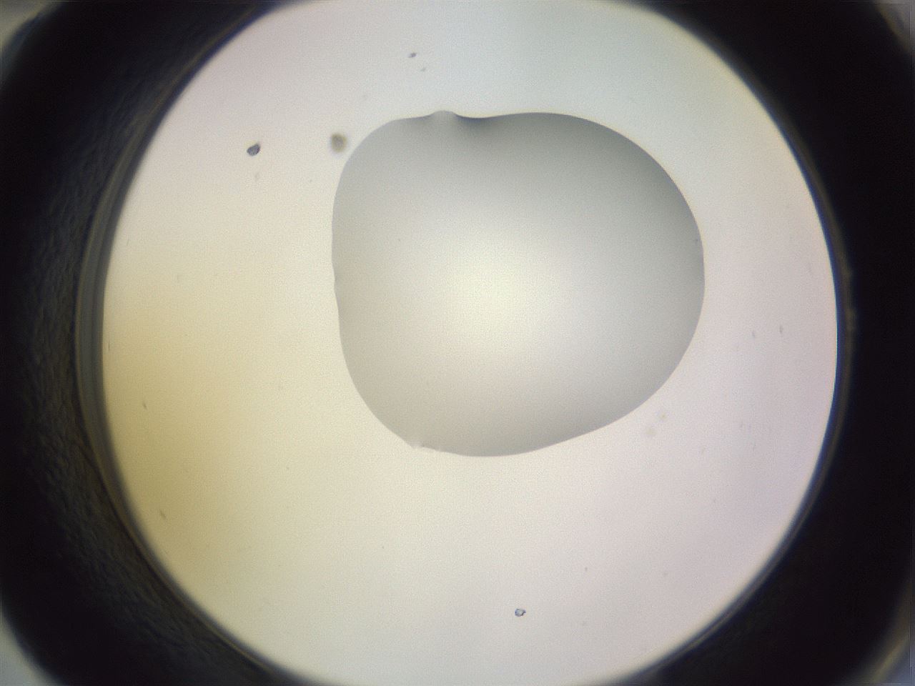 folderID279_plateID1279_batchID4171_wellNum58_profileID1_d2_r74987_ef.jpg