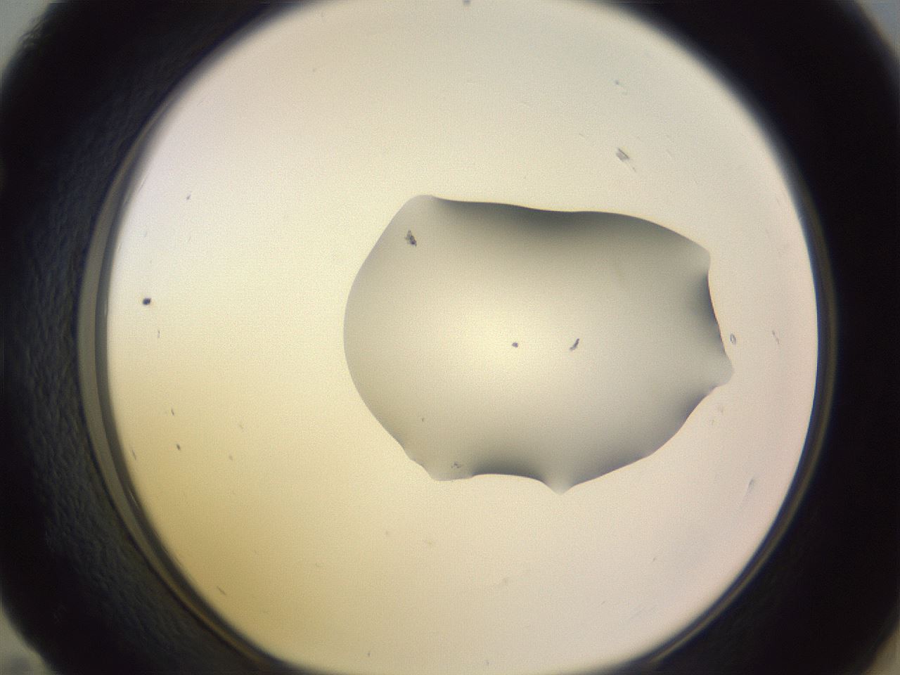 folderID279_plateID1279_batchID4171_wellNum59_profileID1_d1_r74988_ef.jpg