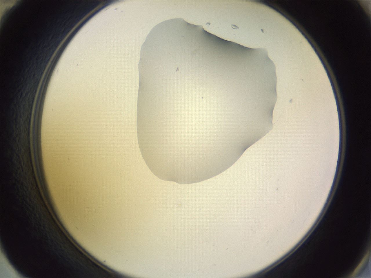 folderID279_plateID1279_batchID4171_wellNum59_profileID1_d2_r74989_ef.jpg