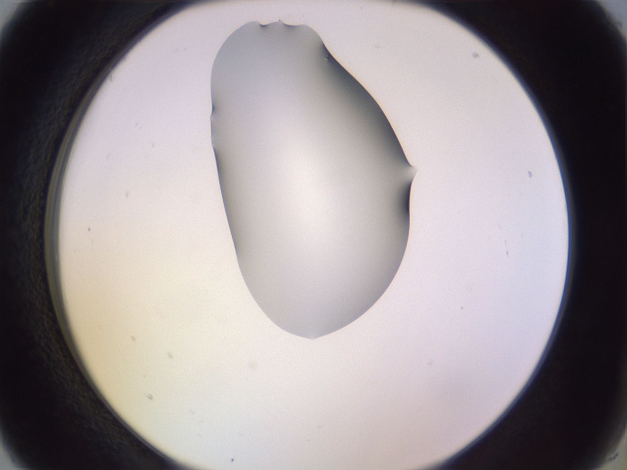 folderID279_plateID1279_batchID4171_wellNum5_profileID1_d2_r74881_ef.jpg