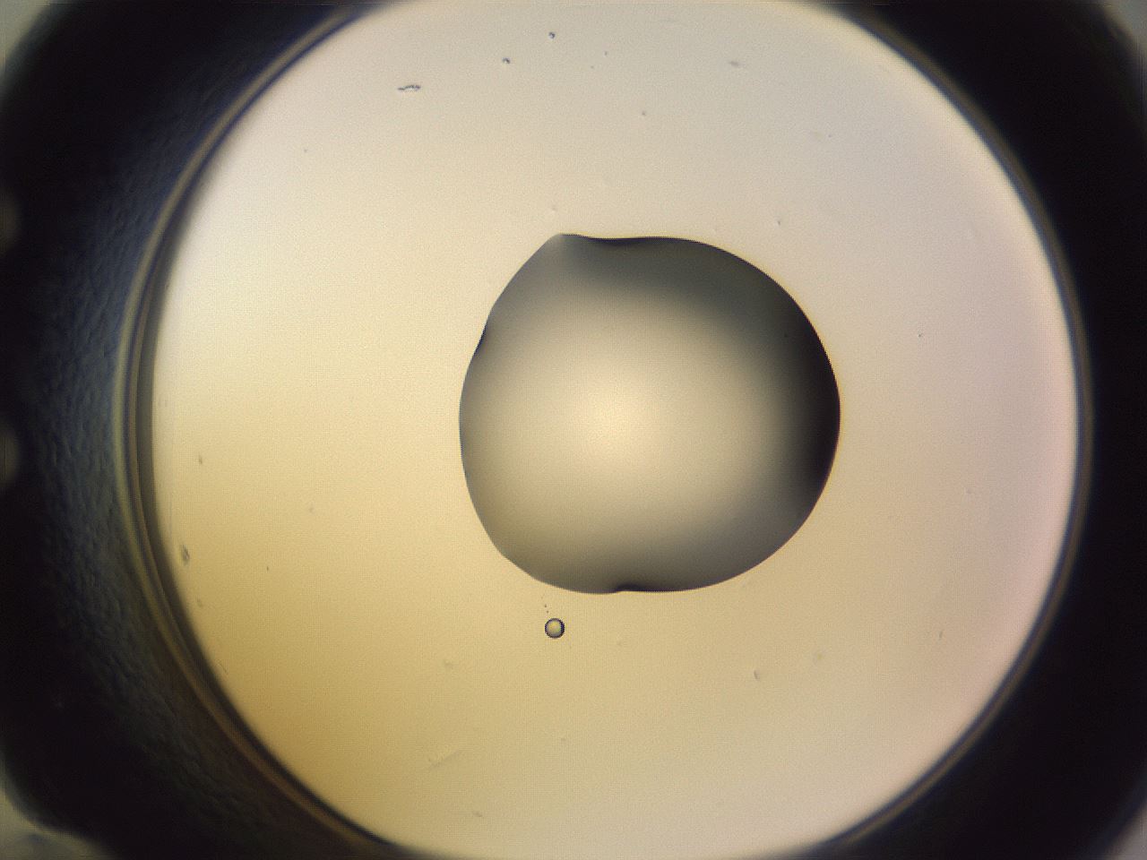 folderID279_plateID1279_batchID4171_wellNum60_profileID1_d1_r74990_ef.jpg