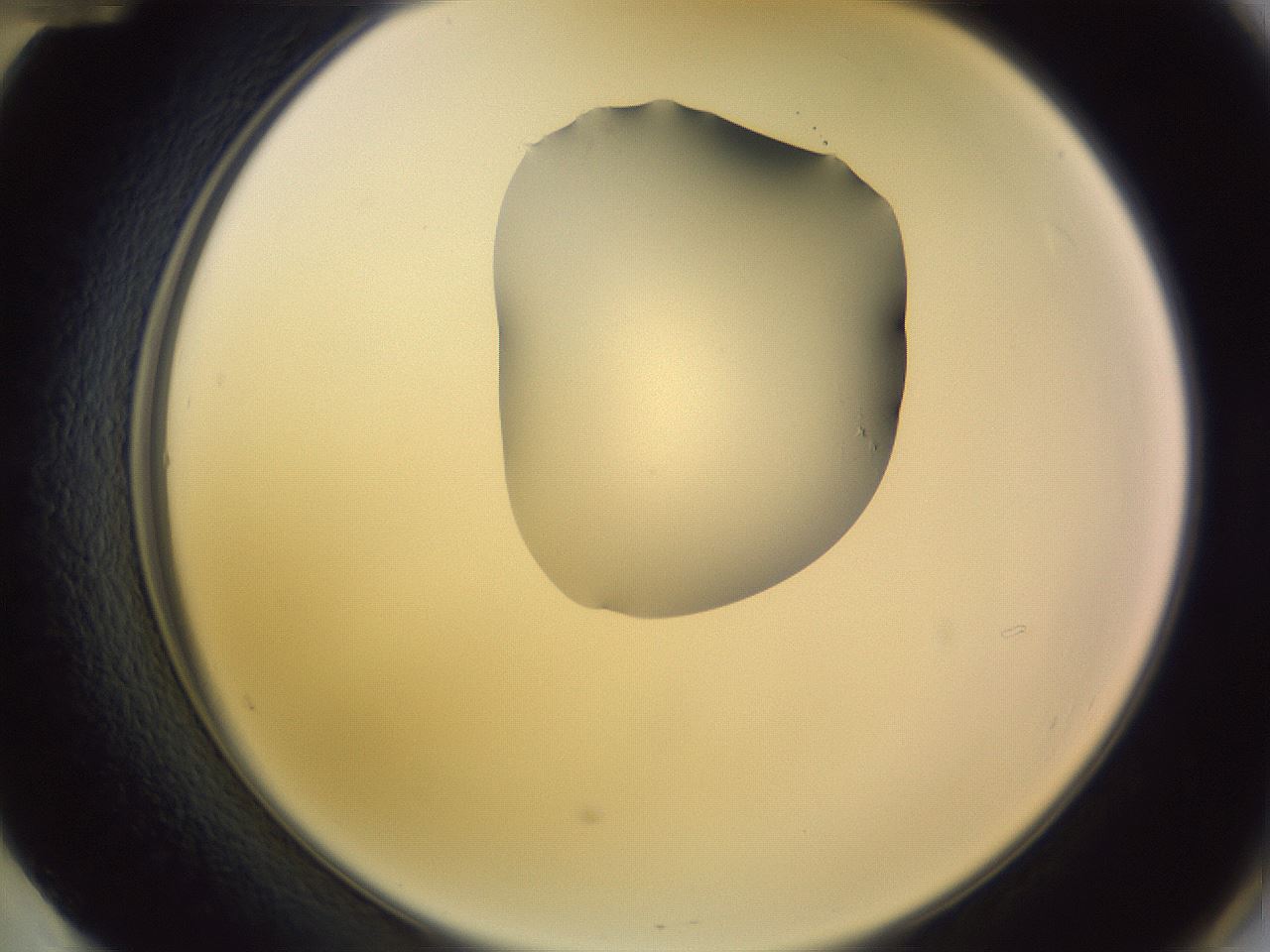 folderID279_plateID1279_batchID4171_wellNum60_profileID1_d2_r74991_ef.jpg