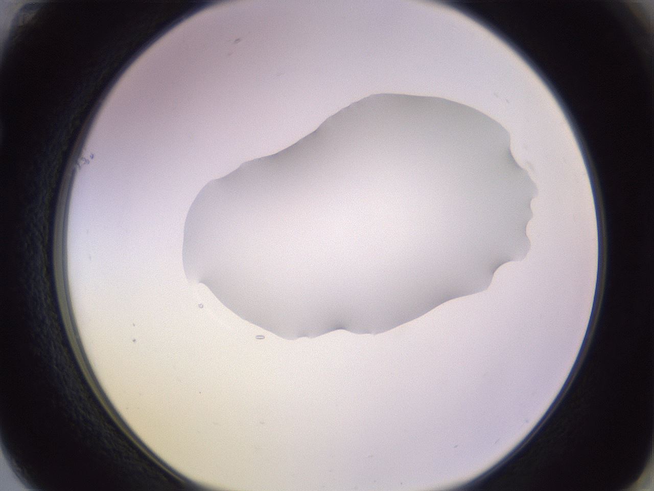 folderID279_plateID1279_batchID4171_wellNum61_profileID1_d1_r74992_ef.jpg