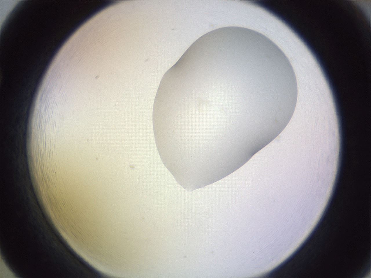 folderID279_plateID1279_batchID4171_wellNum65_profileID1_d1_r75000_ef.jpg