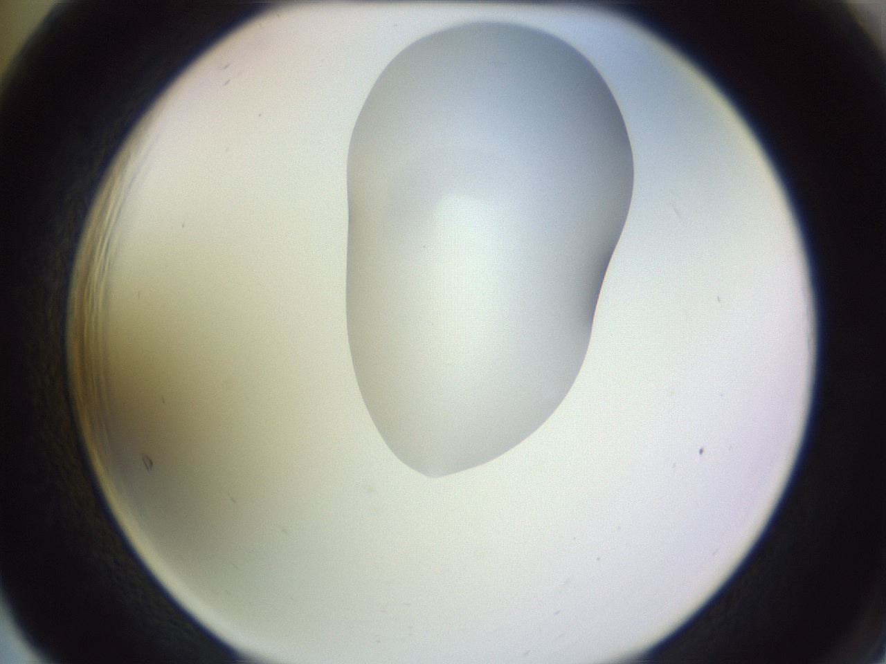 folderID279_plateID1279_batchID4171_wellNum65_profileID1_d2_r75001_ef.jpg