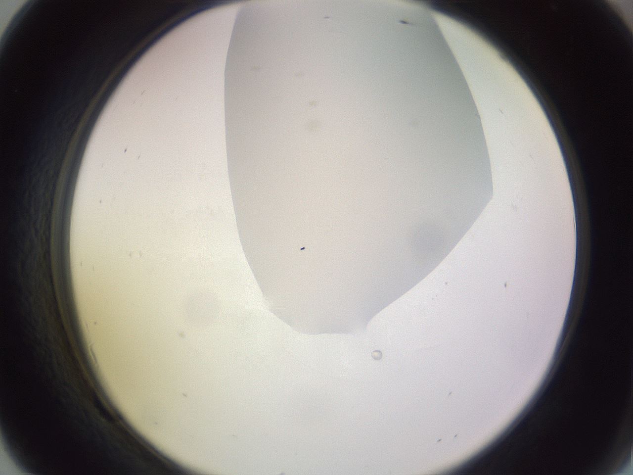 folderID279_plateID1279_batchID4171_wellNum69_profileID1_d2_r75009_ef.jpg