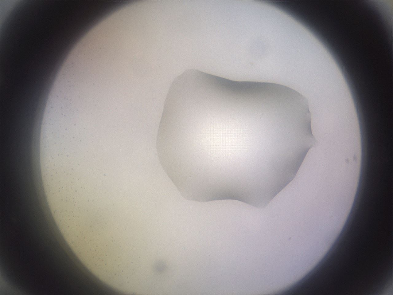 folderID279_plateID1279_batchID4171_wellNum70_profileID1_d1_r75010_ef.jpg