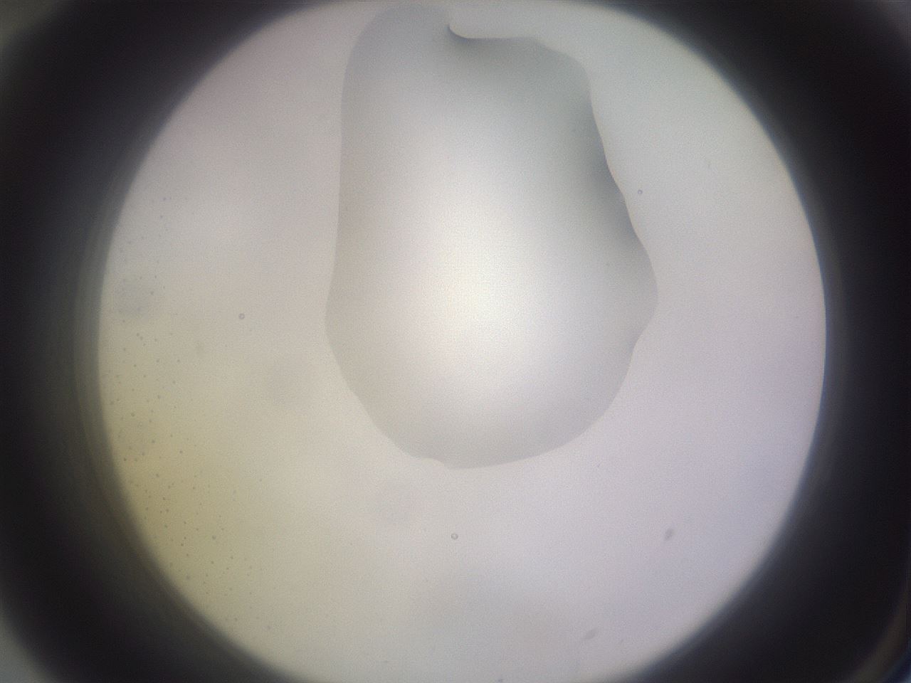 folderID279_plateID1279_batchID4171_wellNum70_profileID1_d2_r75011_ef.jpg