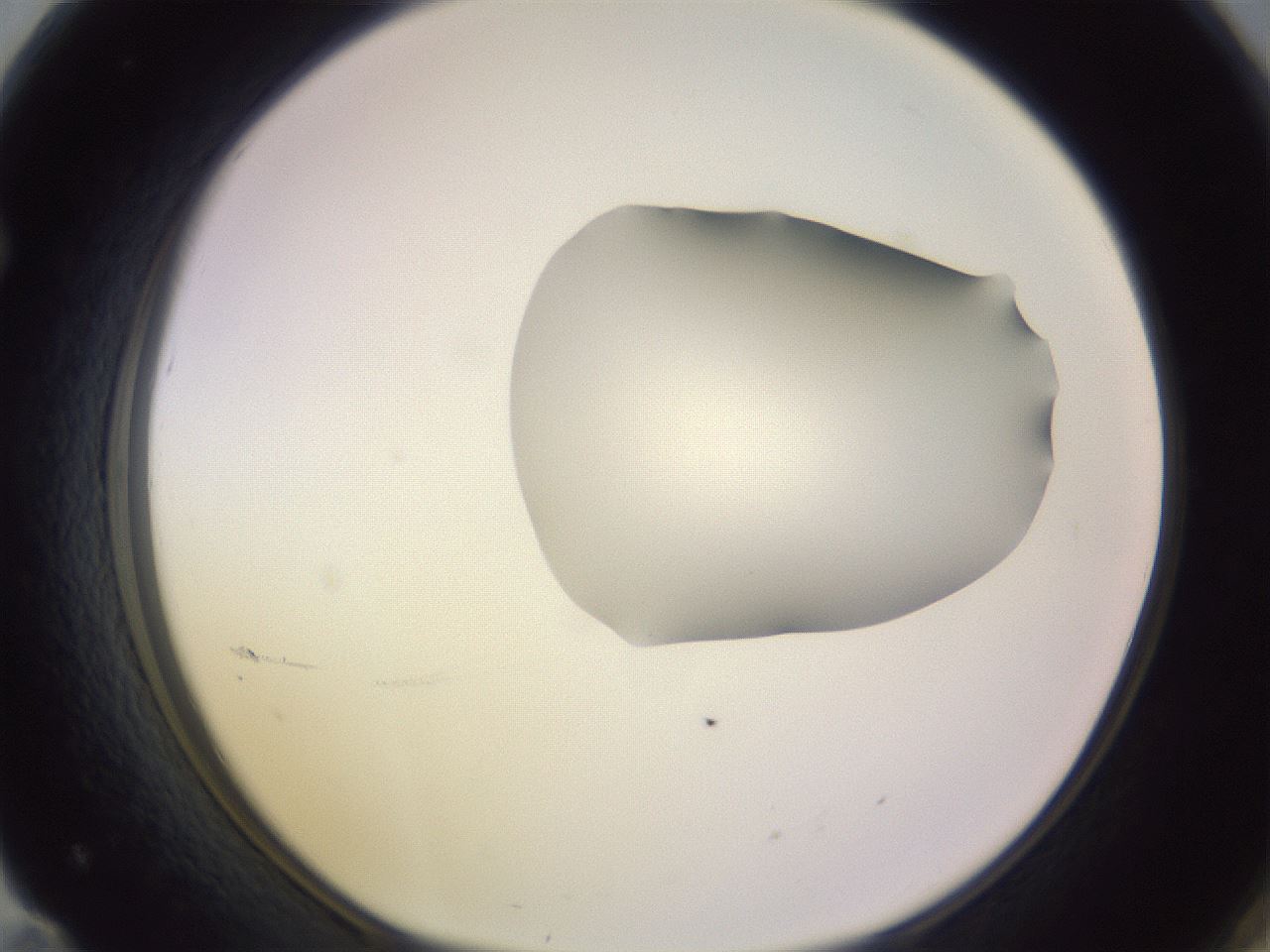 folderID279_plateID1279_batchID4171_wellNum71_profileID1_d1_r75012_ef.jpg