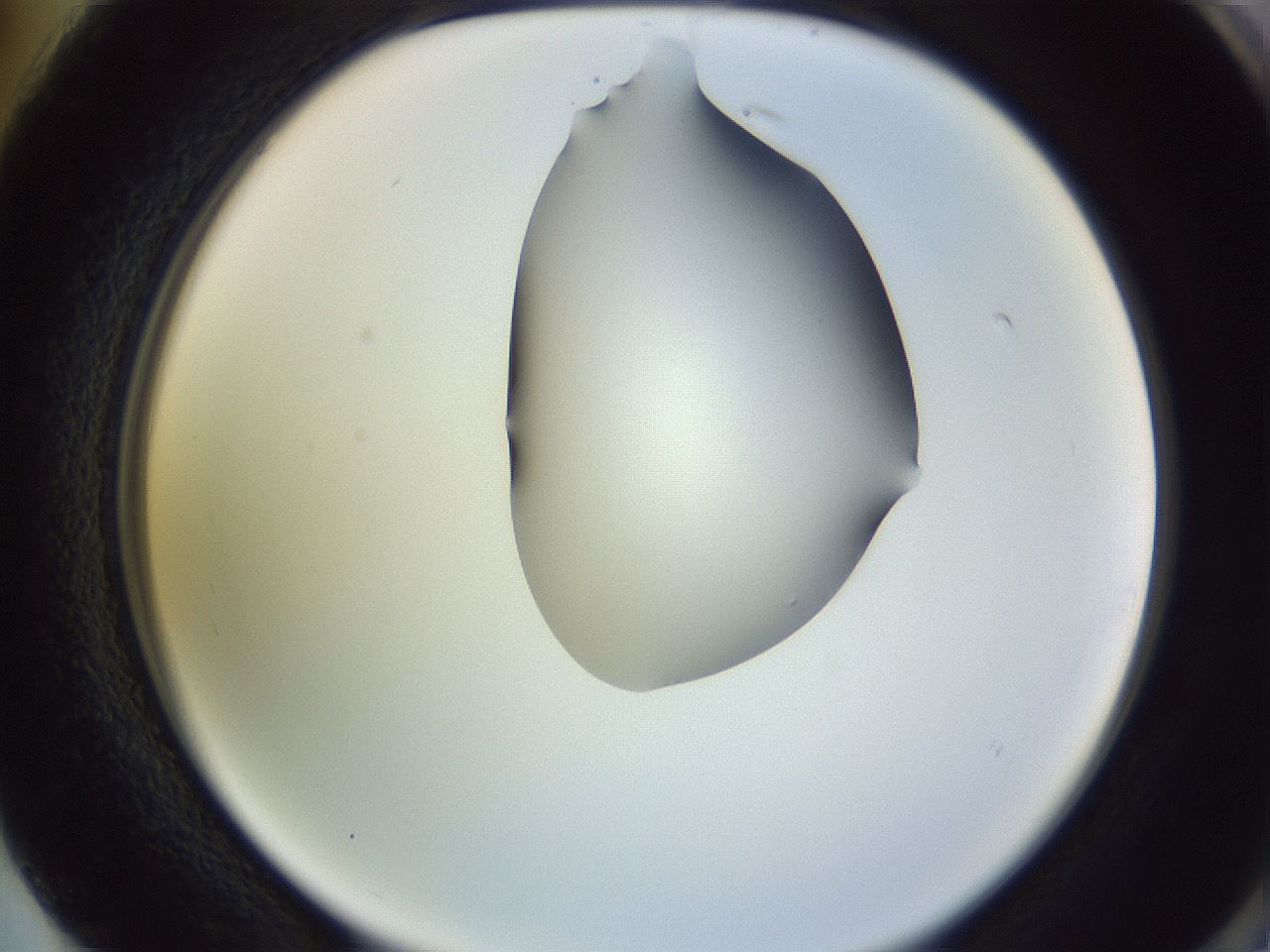 folderID279_plateID1279_batchID4171_wellNum74_profileID1_d2_r75019_ef.jpg