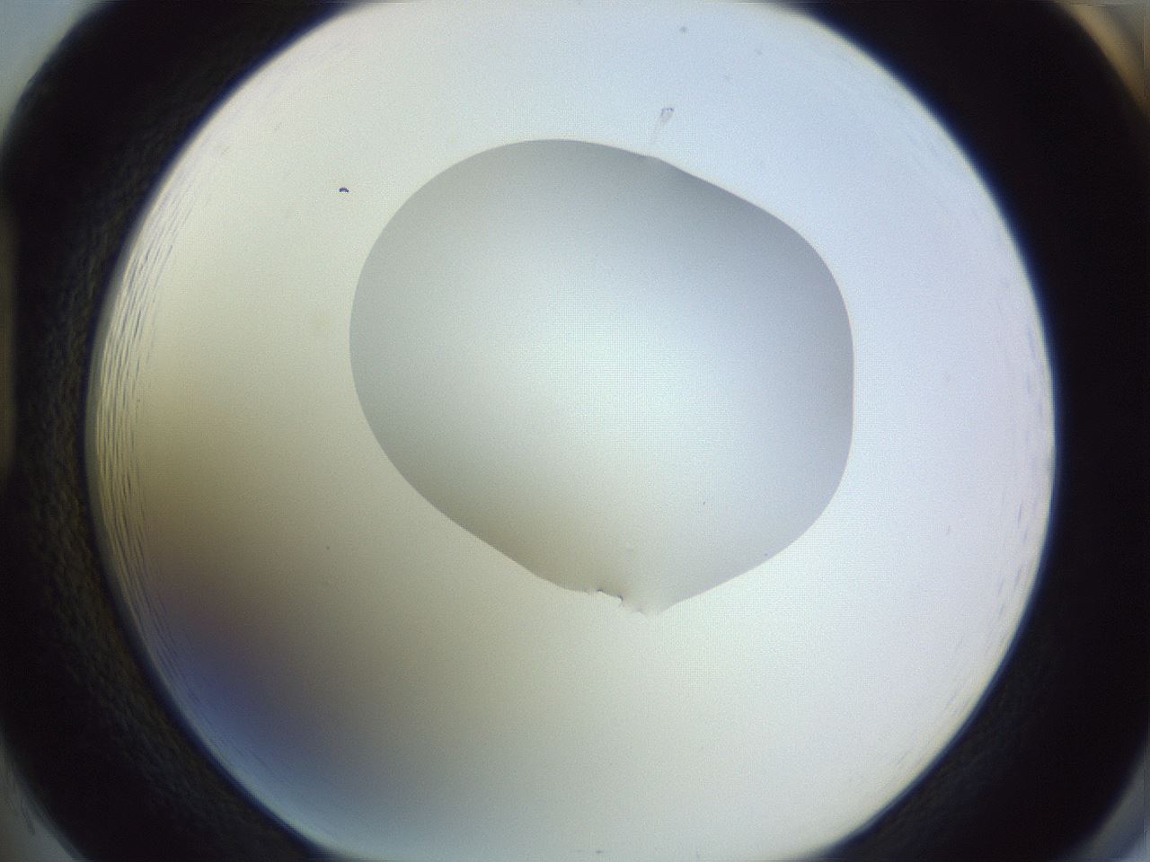 folderID279_plateID1279_batchID4171_wellNum85_profileID1_d1_r75040_ef.jpg