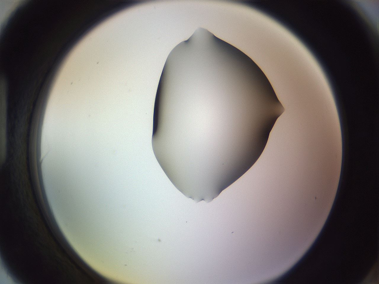 folderID279_plateID1279_batchID4171_wellNum90_profileID1_d1_r75050_ef.jpg