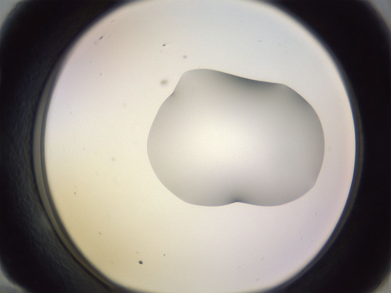 folderID279_plateID1279_batchID4171_wellNum58_profileID1_d1_r74986_ef.jpg