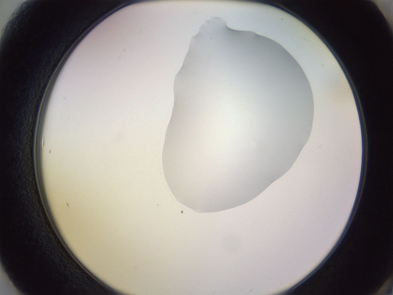 folderID279_plateID1279_batchID4171_wellNum61_profileID1_d2_r74993_ef.jpg