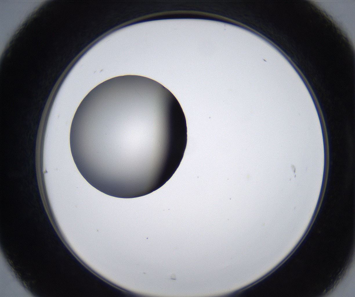 folderID279_plateID2279_batchID10792_wellNum31_profileID1_d2_r159083_ef.jpg