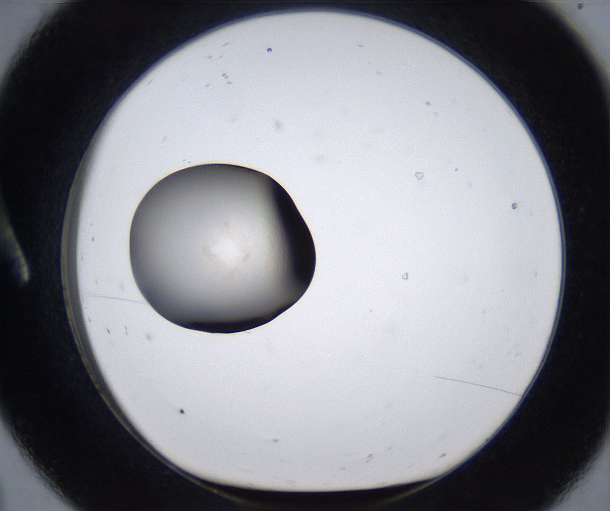 folderID279_plateID2279_batchID10792_wellNum8_profileID1_d1_r159036_ef.jpg