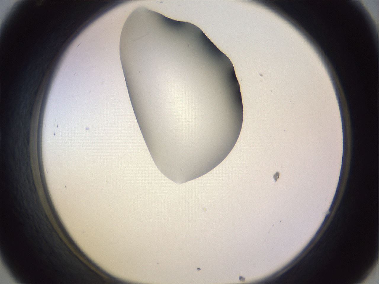 folderID280_plateID1280_batchID4172_wellNum32_profileID1_d1_r75318_ef.jpg