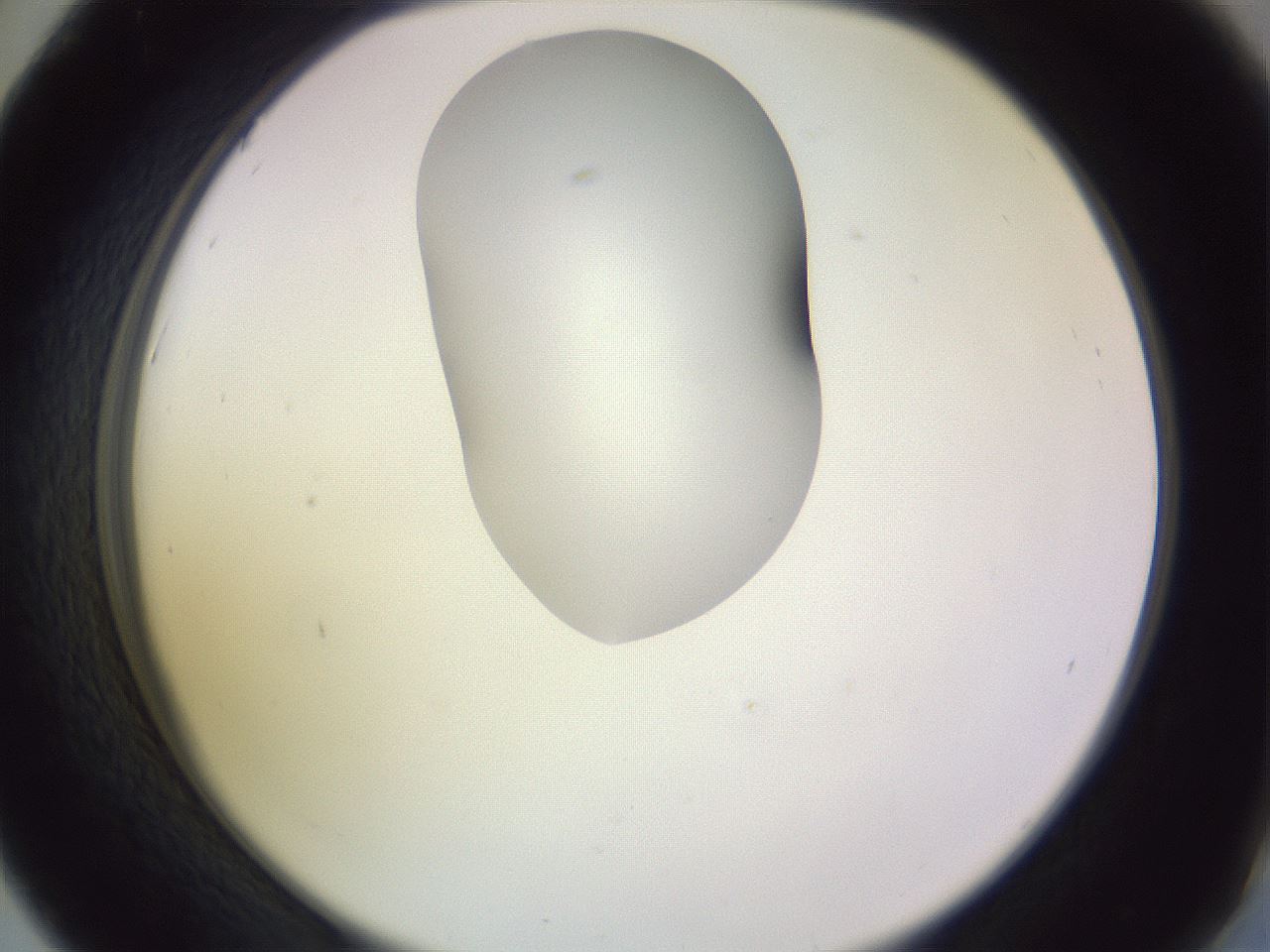 folderID281_plateID1281_batchID4174_wellNum42_profileID1_d2_r75915_ef.jpg