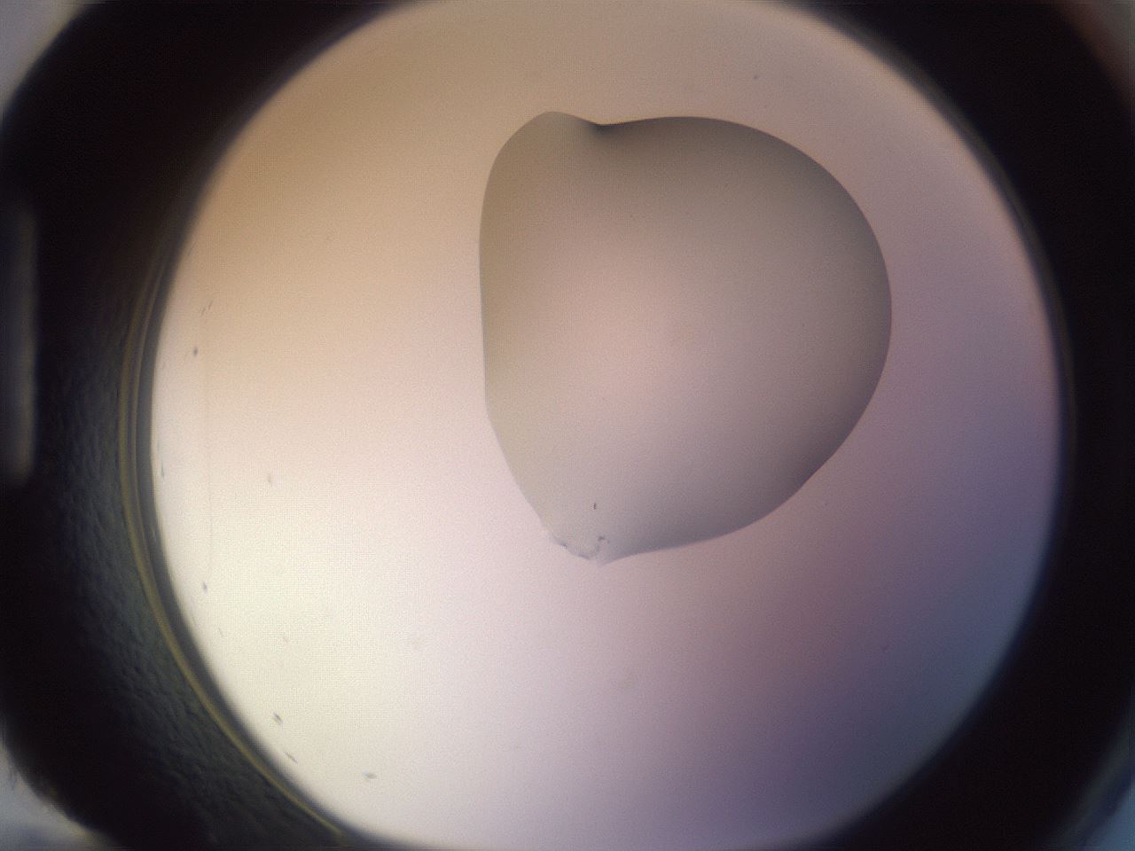 folderID279_plateID1279_batchID4171_wellNum96_profileID1_d1_r75062_ef.jpg