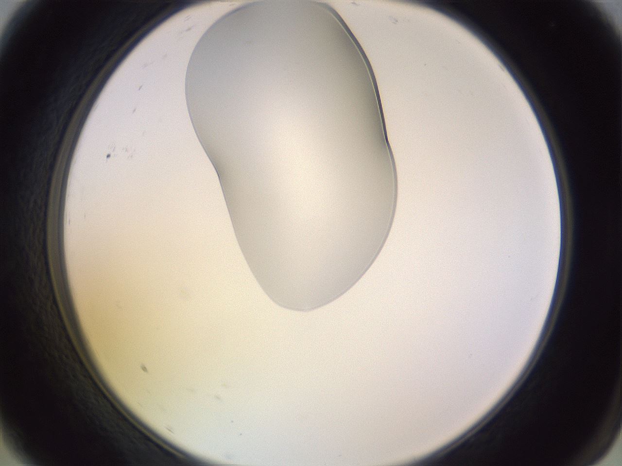 folderID279_plateID1279_batchID4171_wellNum9_profileID1_d2_r74889_ef.jpg