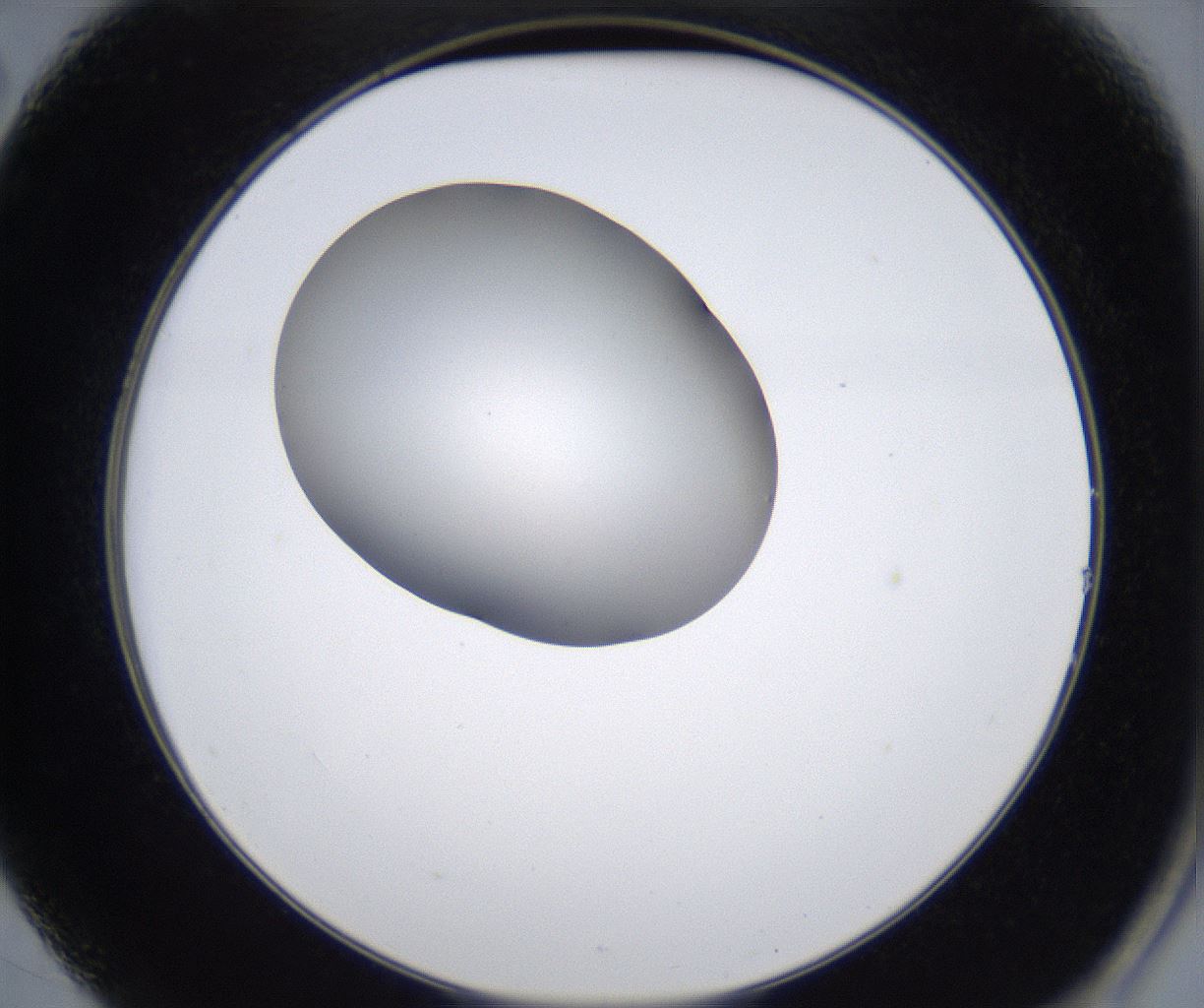 folderID279_plateID2279_batchID10792_wellNum14_profileID1_d2_r159049_ef.jpg