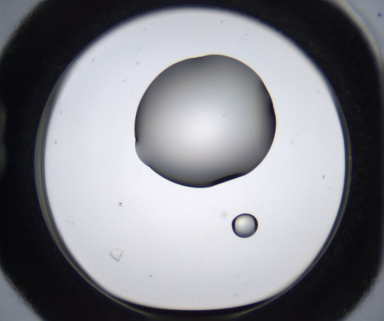 folderID279_plateID2279_batchID10792_wellNum16_profileID1_d1_r159052_ef.jpg