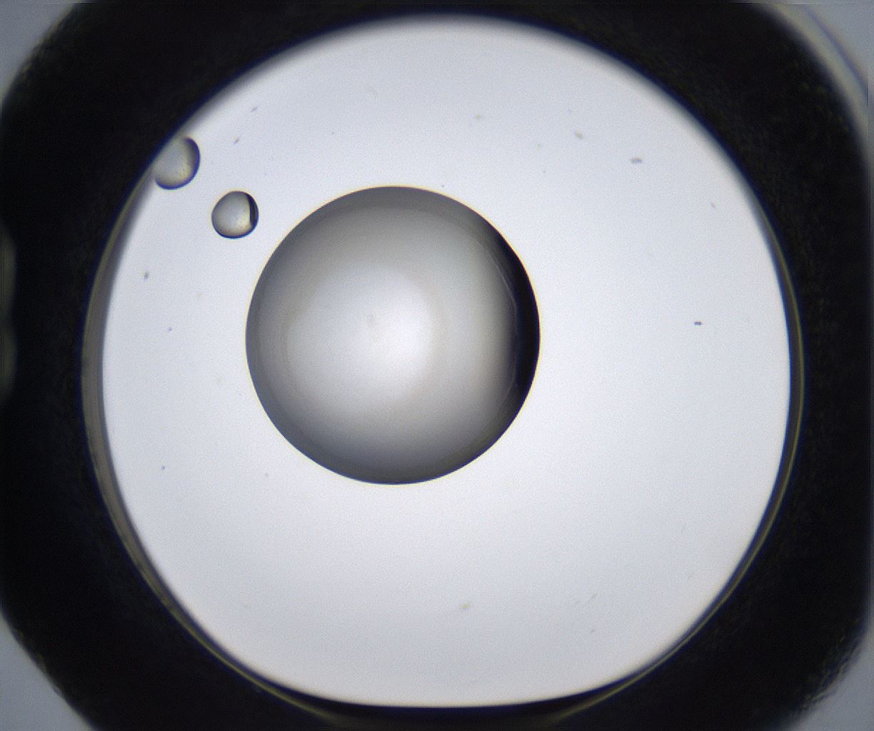 folderID279_plateID2279_batchID10792_wellNum17_profileID1_d1_r159054_ef.jpg