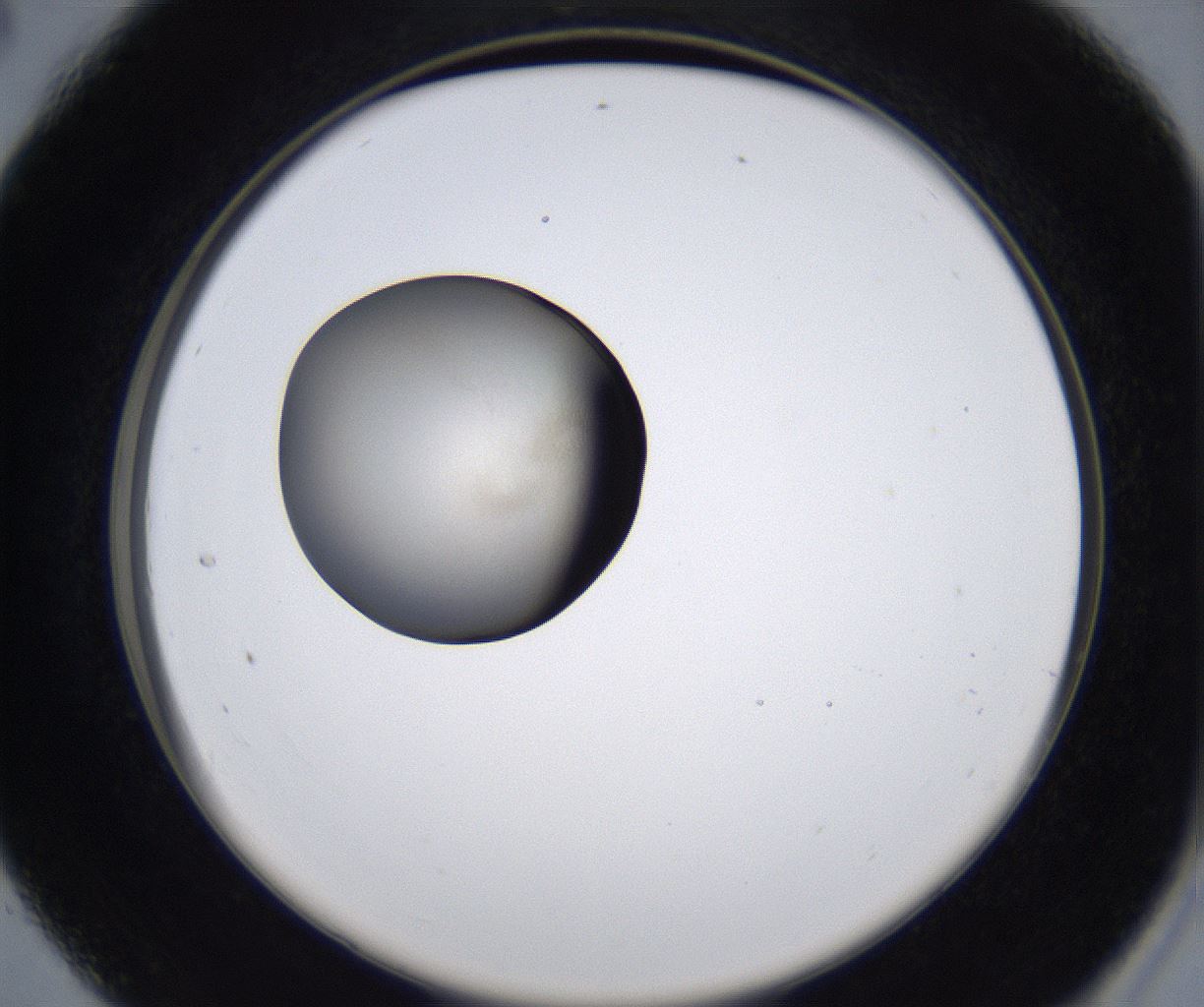 folderID279_plateID2279_batchID10792_wellNum28_profileID1_d2_r159077_ef.jpg