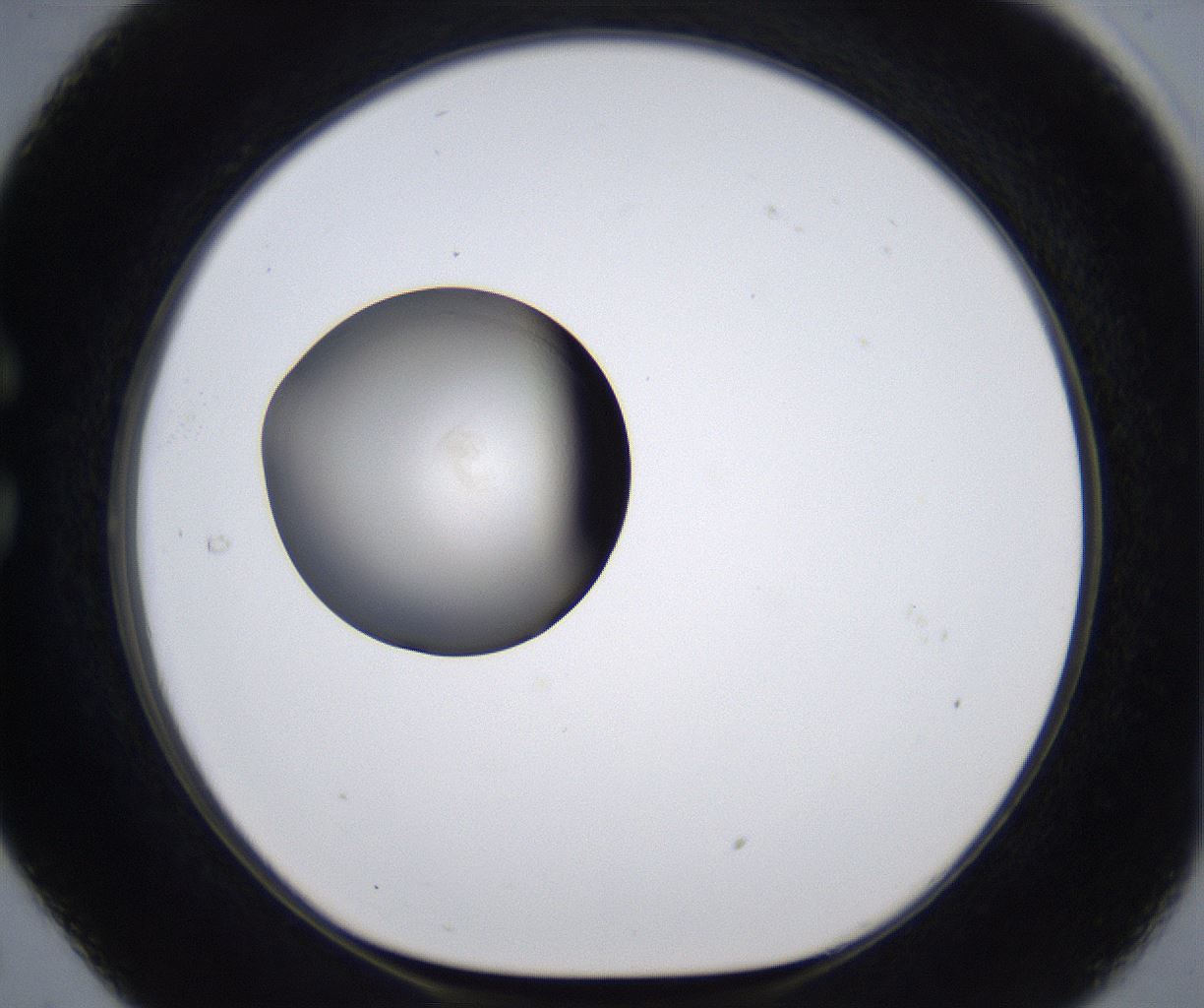 folderID279_plateID2279_batchID10792_wellNum29_profileID1_d1_r159078_ef.jpg