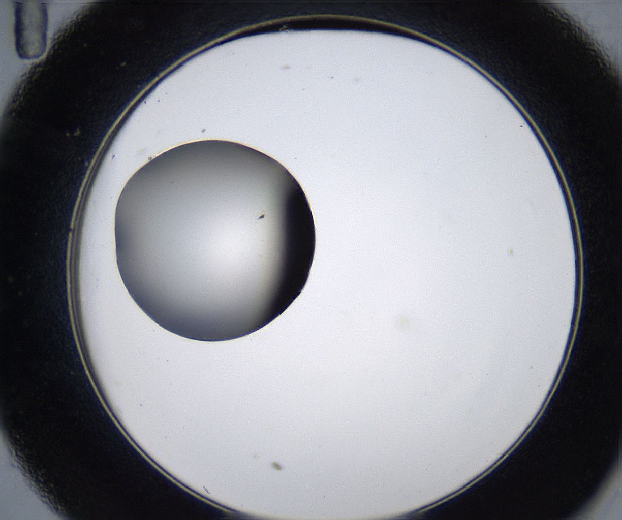 folderID279_plateID2279_batchID10792_wellNum35_profileID1_d2_r159091_ef.jpg