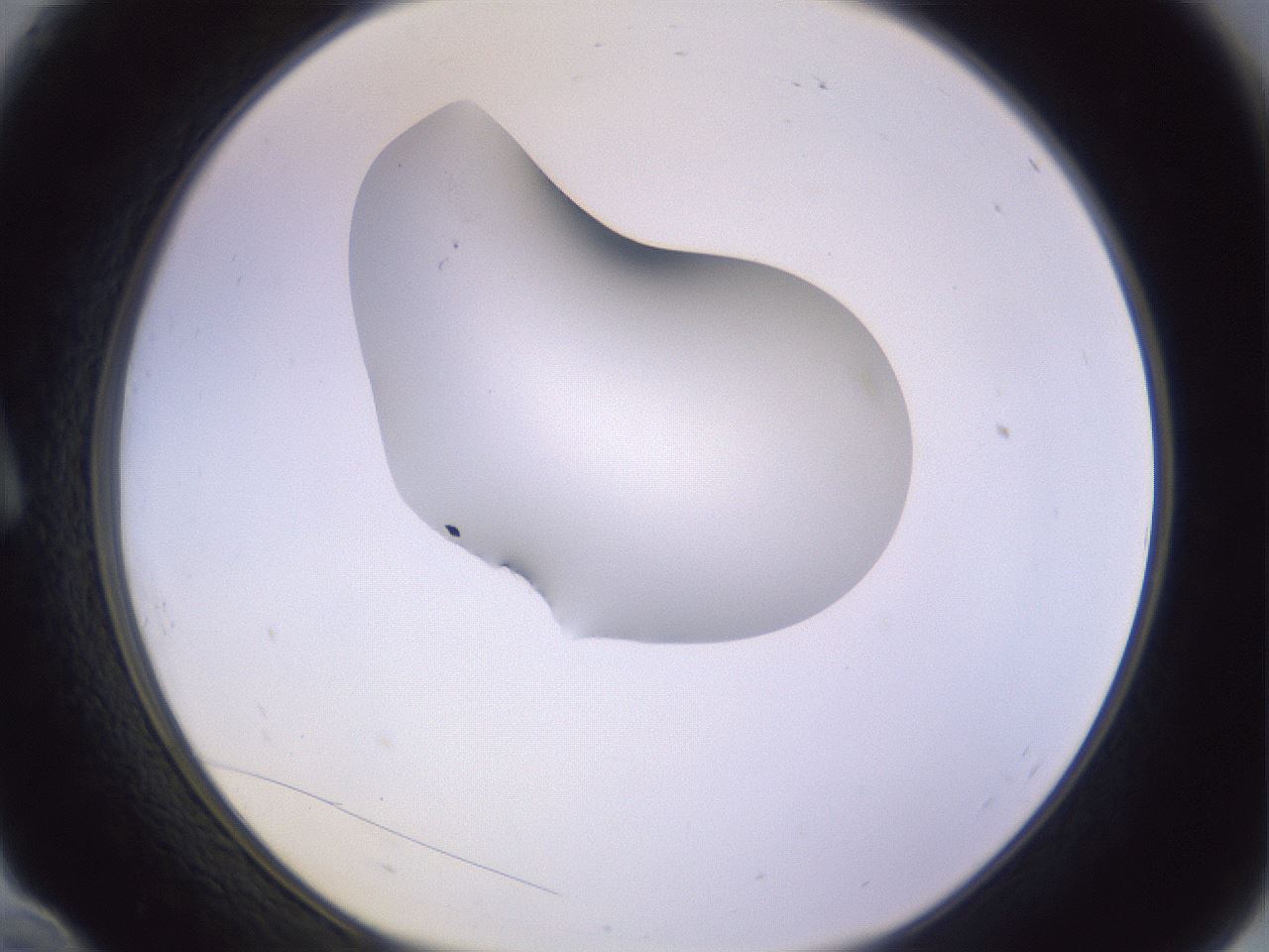 folderID280_plateID1280_batchID4172_wellNum10_profileID1_d1_r75274_ef.jpg