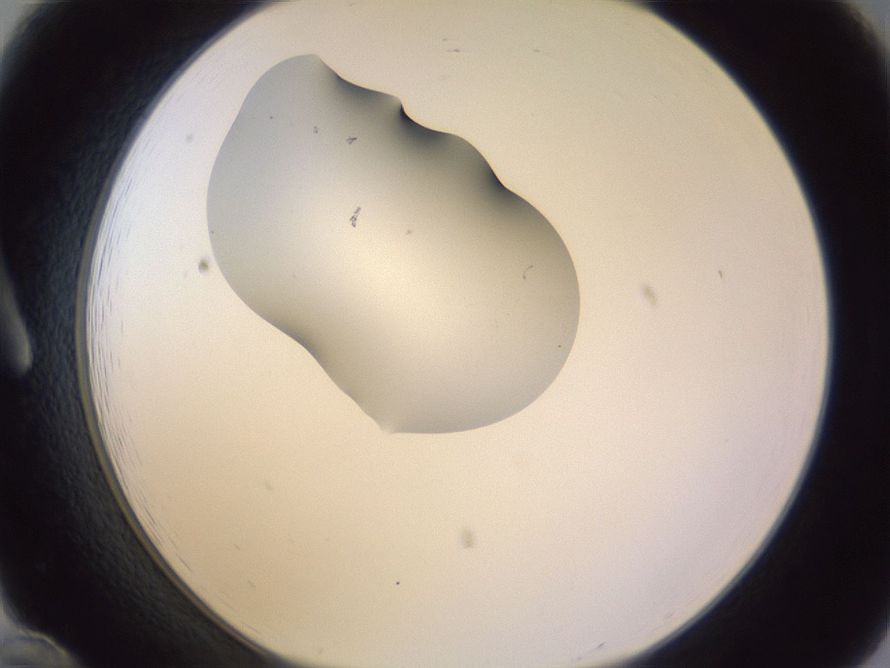 folderID280_plateID1280_batchID4172_wellNum12_profileID1_d1_r75278_ef.jpg