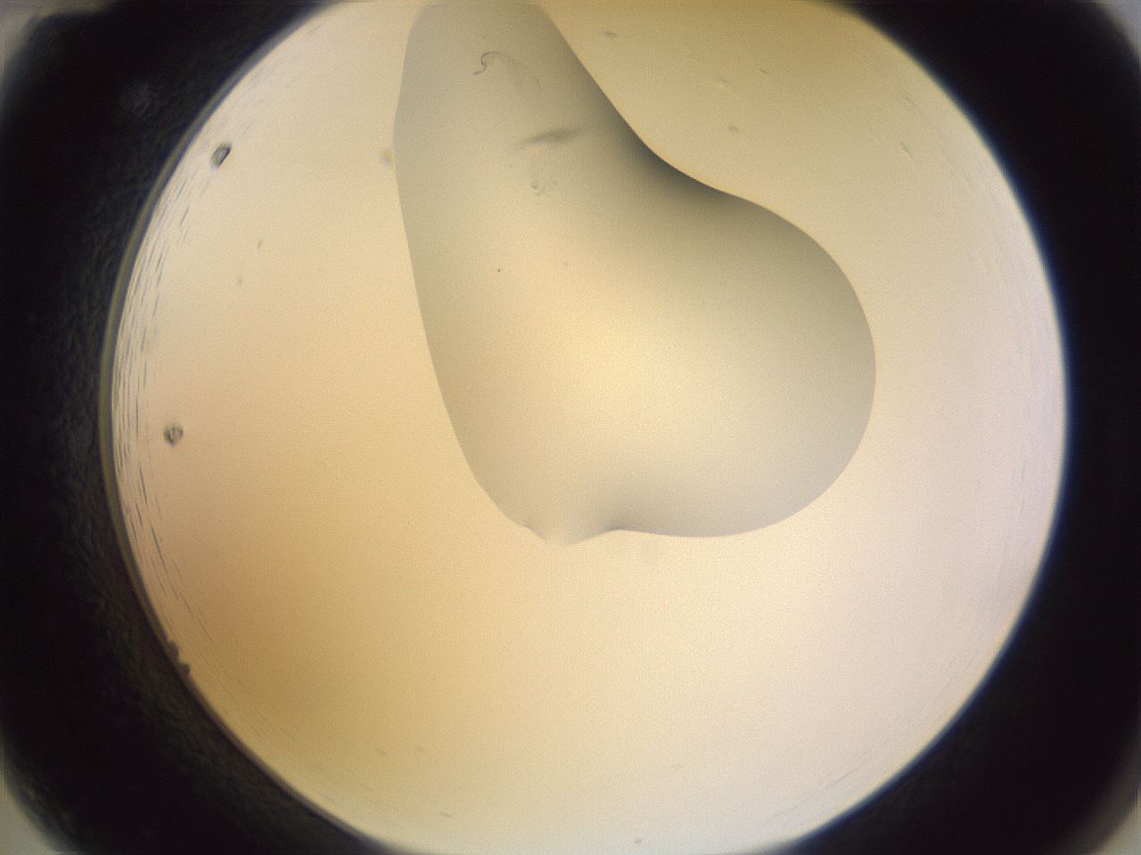 folderID280_plateID1280_batchID4172_wellNum12_profileID1_d2_r75279_ef.jpg