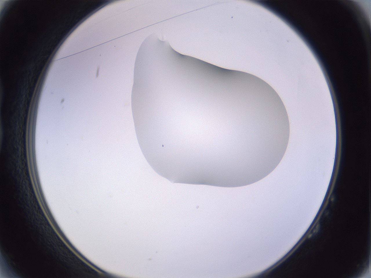folderID280_plateID1280_batchID4172_wellNum14_profileID1_d1_r75282_ef.jpg