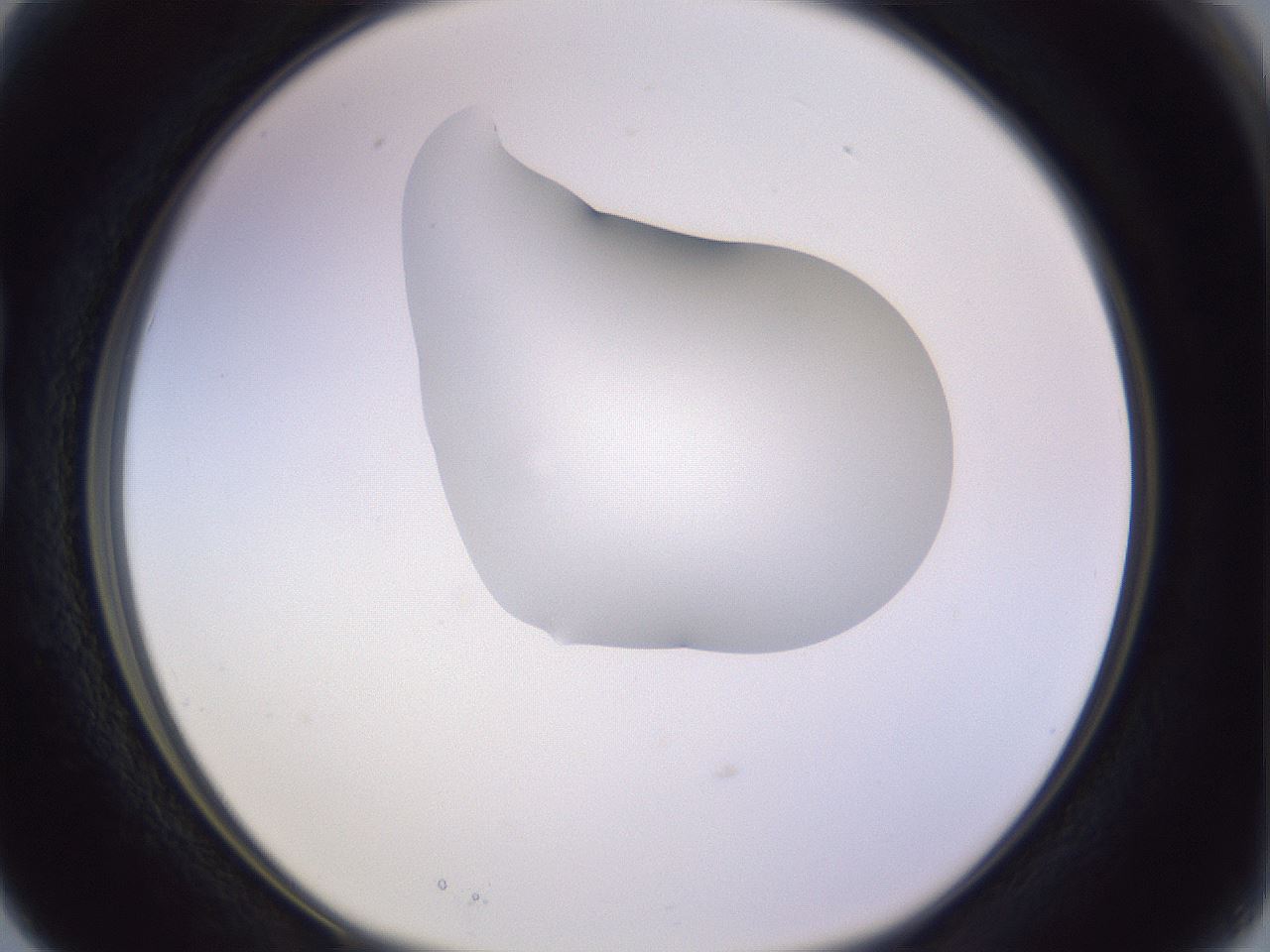 folderID280_plateID1280_batchID4172_wellNum15_profileID1_d1_r75284_ef.jpg