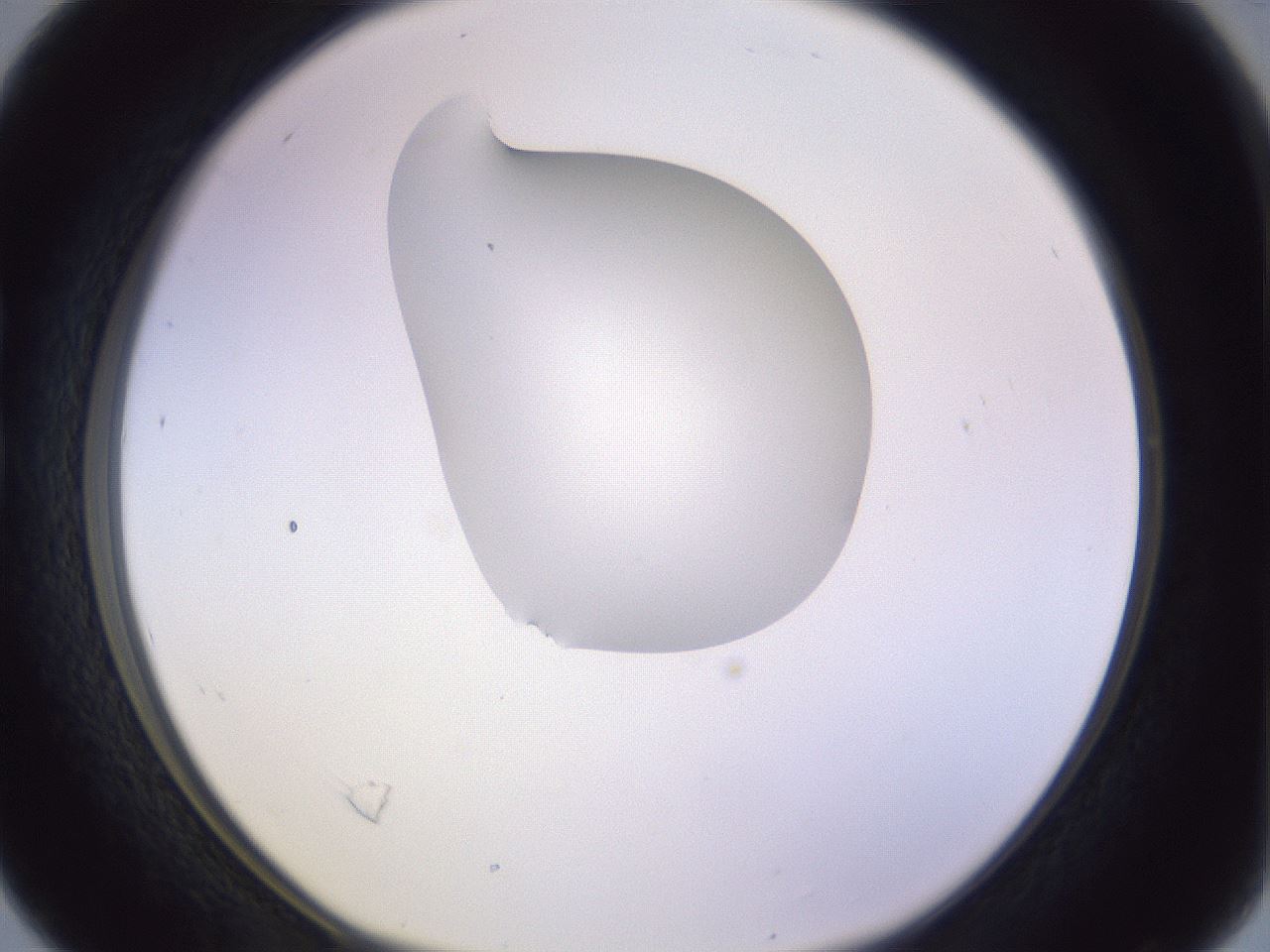 folderID280_plateID1280_batchID4172_wellNum16_profileID1_d1_r75286_ef.jpg