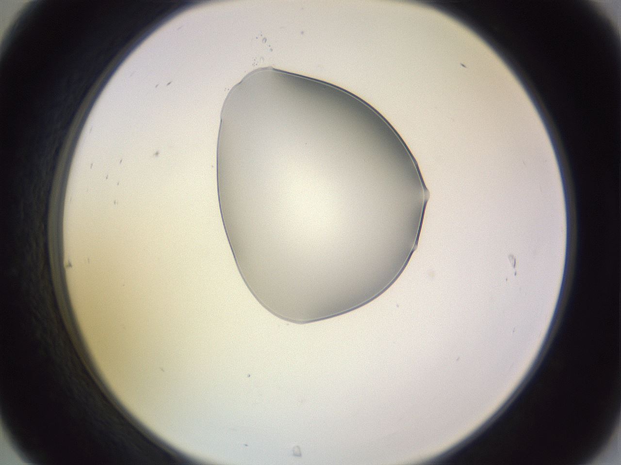 folderID280_plateID1280_batchID4172_wellNum31_profileID1_d2_r75317_ef.jpg